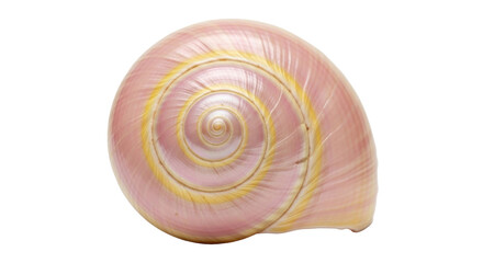 Isolated pink seashell with golden detail, delicate sea snail beauty, natural beauty, calm