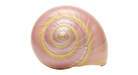 Isolated pink seashell with golden detail, delicate sea snail beauty, natural beauty, calm