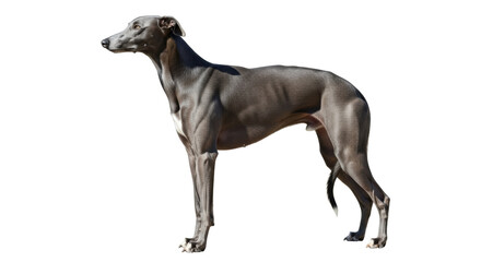 Isolated Italian Greyhound standing in side view in studio shot with no background