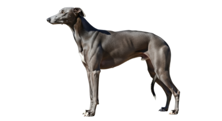 Isolated Italian Greyhound standing in side view in studio shot with no background