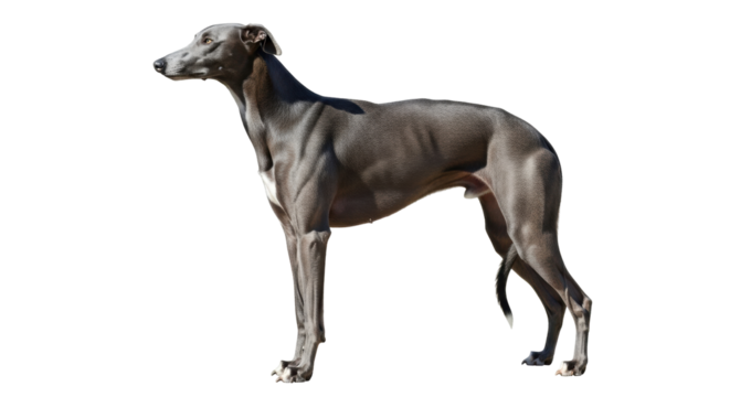 Isolated Italian Greyhound standing in side view in studio shot with no background