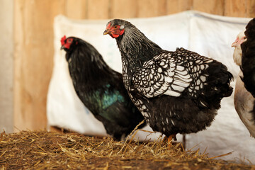 Wyandotte chicken posing in the barn