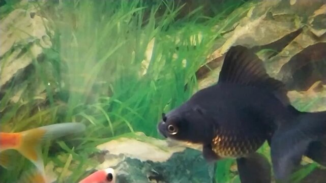 fish in aquarium, Black moor goldfish, ikan mas koki