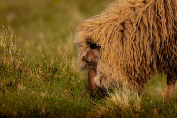 Close-up of a long-haired sheep grazing on green grass in soft warm light