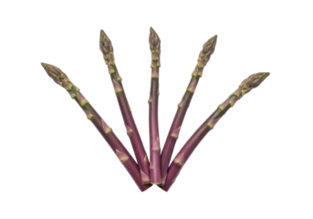 Isolated stalks of purple asparagus in a fan pattern for a healthy eating concept