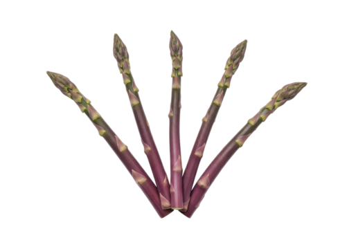 Isolated stalks of purple asparagus in a fan pattern for a healthy eating concept