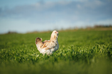 Faverolles chicken walking on a meadow in summer