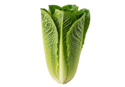 Isolated romaine lettuce head, fresh salad ingredient in an upright arrangement, vegan food