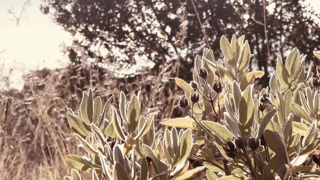 Cistus Plant in Sepia Tone &ndash; Minimal Botanical Background