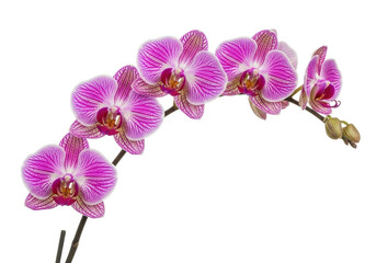 Isolated branch of beautiful Phalaenopsis orchid flowers with pink stripes close-up