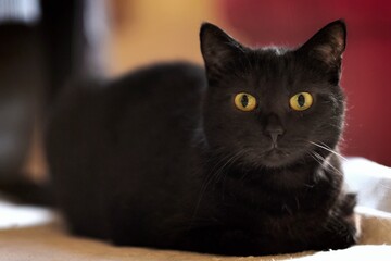Black cat lying down on a sofa. Horizontal image with soft focus. 