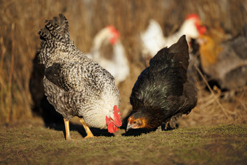a young roosted and chicken looking for food outdoors