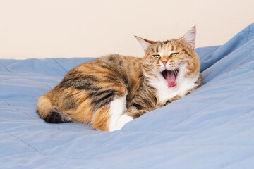 Calico domestic cat lies comfortably on bed while yawning widely