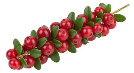 Isolated branch with fresh lingonberries, bright red berries, and green leaves of plant