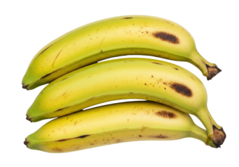 Isolated trio of green plantains is a Caribbean cooking staple, ripe and flavorful