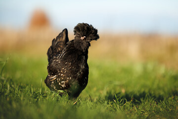 funny curious pavlovskaya chicken posing on grass in the sun