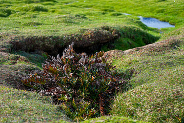 A dense native shrub grows beside a Magellanic penguin burrow, carved into the soft grassy terrain of the remote Falkland Islands, part of the unique nesting habitat of this South Atlantic species.