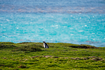 Fototapeta premium A solitary Magellanic penguin (Spheniscus magellanicus) stands peacefully on a grassy coastal plain with the dazzling turquoise waters of the South Atlantic Ocean