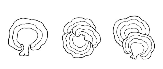 Reishi mushrooms set isolated on white.