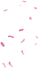 Falling pink tulip petals on transparent background 3D render