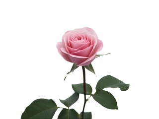 Single pink rose bloom isolated on transparent background