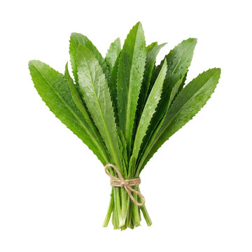 Bunch Of Fresh Green Culantro Sawtooth Coriander Herbs