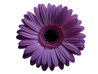 Purple gerbera daisy flower isolated on transparent background