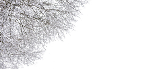 Minimal winter background with a snow-covered tree and soft white fog, creating a calm seasonal landscape perfect for design, holiday themes and natural winter atmosphere.