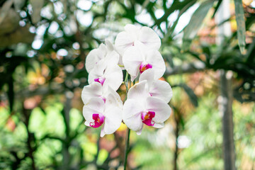 Fototapeta premium A blooming white Phalaenopsis orchid with purple centers, captured with soft focus and natural garden lighting for a delicate botanical look.