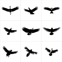 Black bird silhouettes in various flight poses isolated on white background