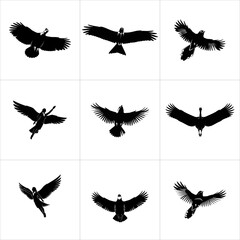 Black silhouettes of eagles in various flight poses isolated on white background