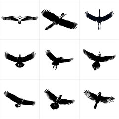 Collection of black bird silhouettes in various flight poses isolated on white background