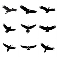 Black silhouettes of birds in various flight poses isolated on white background