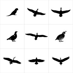 Nine bird silhouettes in various poses, isolated on white background