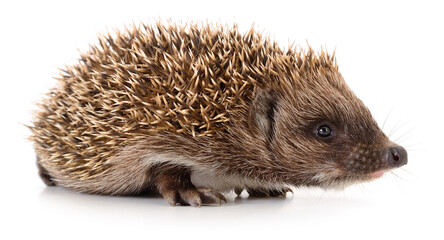 Hedgehog isolated on white background side view