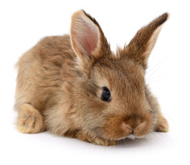 Brown rabbit isolated on white close-up