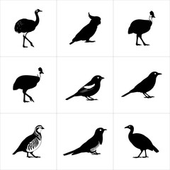 Nine different bird species depicted as black silhouettes isolated on white background