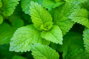 Green fresh leaf of mint. Macro image.