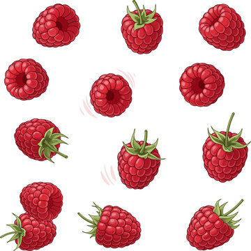 Create a kinds of deferent Fresh raspberries falling vector art with white background.