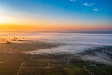 Aerial view of the vineyards near Eltville in the warm light of sunrise with the Rhine River covered with fog in the background