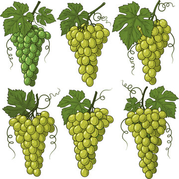 Create a kinds of deferent Green grapes cluster with leaf vector art with white background..