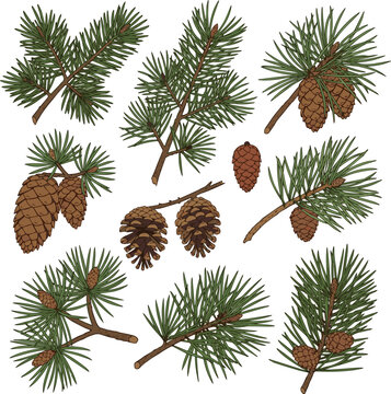 Create a kinds of deferent pine tree branch with cones vector art with white background.