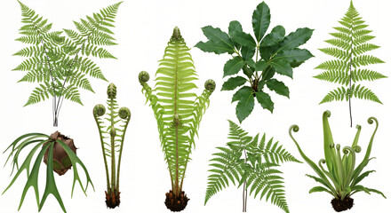 green fern isolated on white