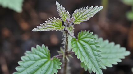 Close-up of a young stinging nettle plant with vibrant green leaves, showcasing its textured surface and intricate details in a natural outdoor setting.