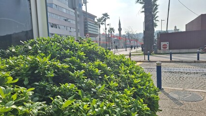 Lush green foliage or shrubbery growing near an asphalt road, creating a natural background. Urban landscaping and roadside environment