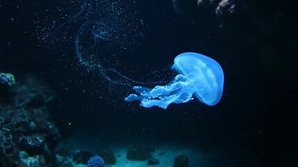 Glowing jellyfish swimming in the deep blue ocean water column.