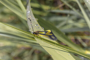 A yellow insect with transparent wings rests on green grass after dew in a sunny day, captured in close-up nature view.