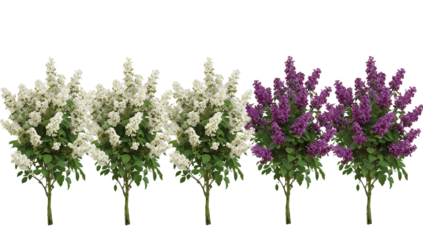Row of Three png White Lilac Bushes and Two Purple Lilac Bushes Isolated on a Black Background plant flower