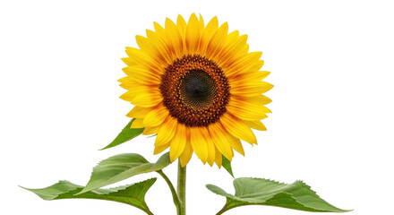 Fototapeta premium Isolated sunflower blossom on stem, bright summer flower with yellow petals and leaves