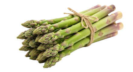 Isolated bunch of fresh raw asparagus spears tied with twine for cooking healthy meals